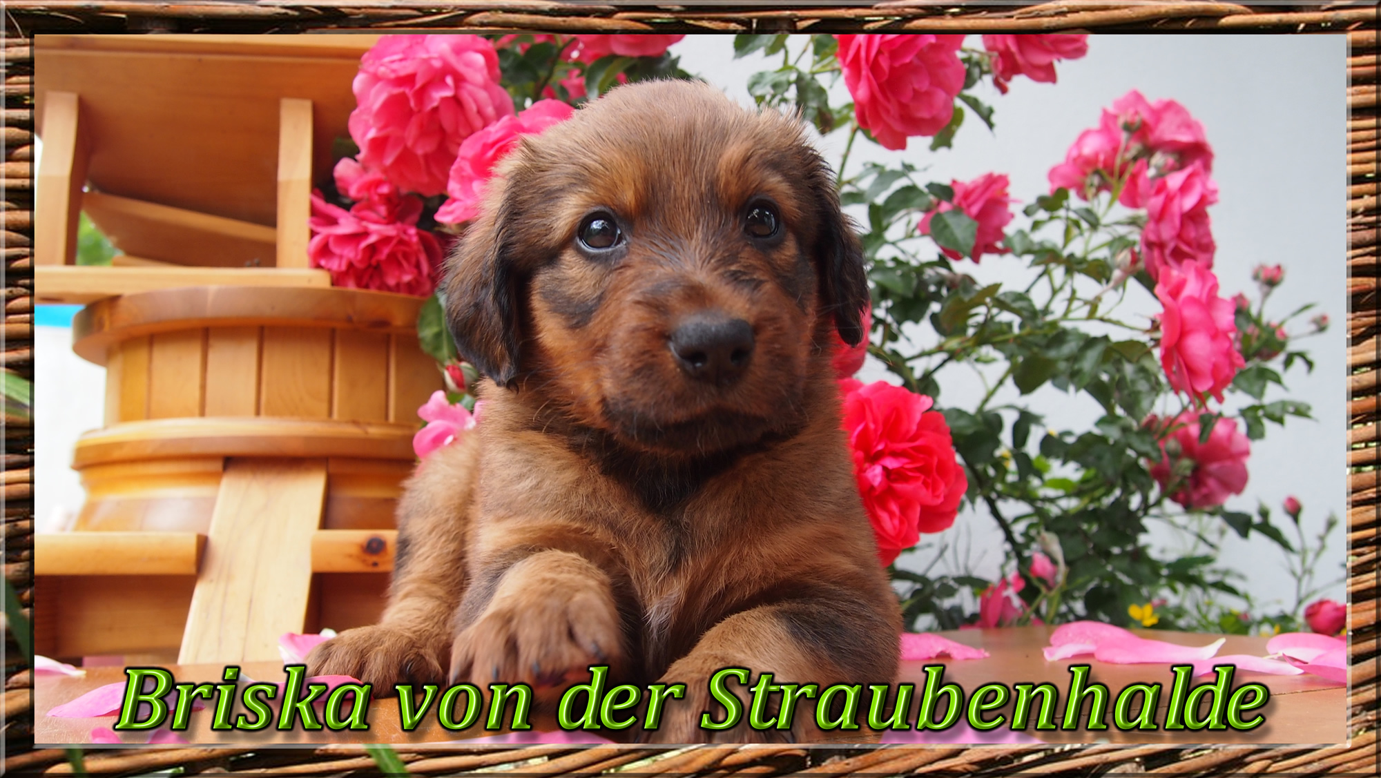 Wäller von der Straubenhalde